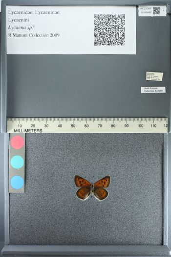 Media type: image;   Entomology 183483